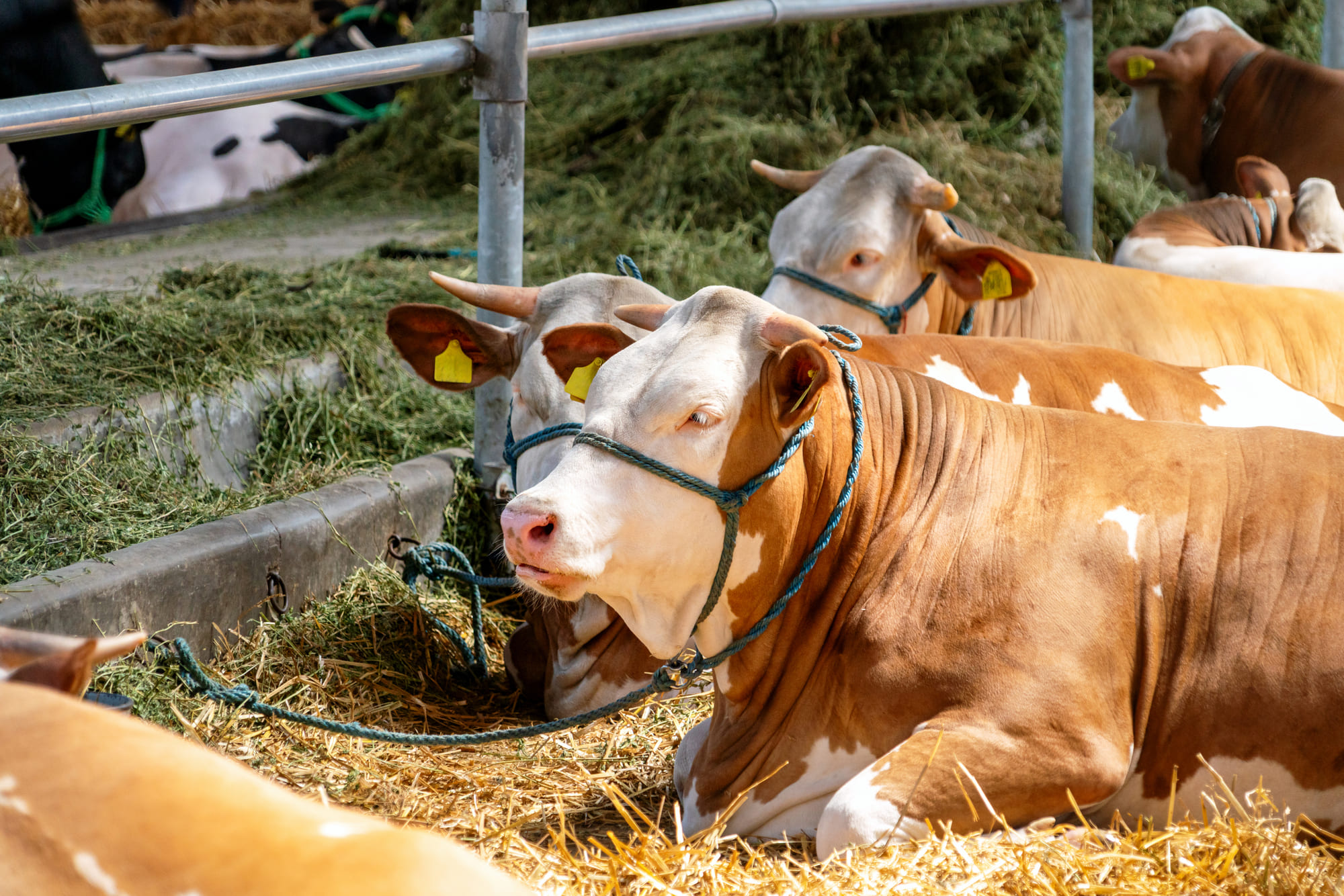 Ramaderia de Confiança cultivem cereals i farratges que després alimenten el nostre bestiar.
